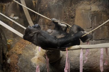 Gorilla günü iplerden