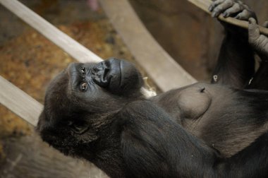 Gorilla günü iplerden