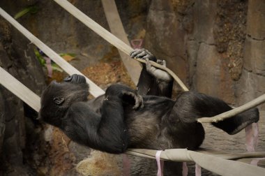 Gorilla günü iplerden