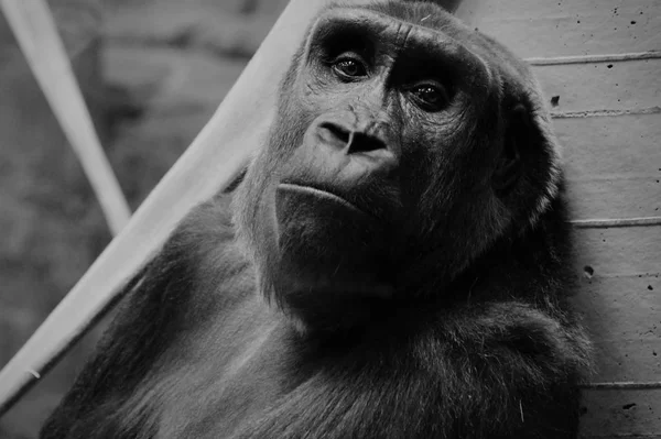 Kobiece goryla — Zdjęcie stockowe