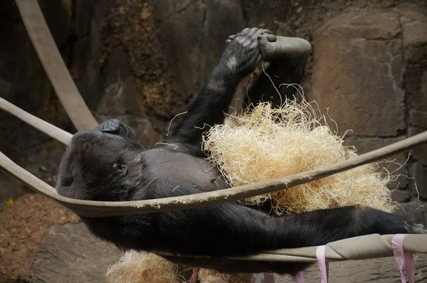 Gorille sur les cordes — Photo