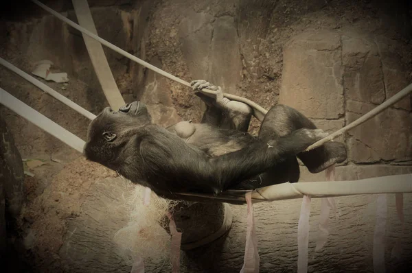 Gorilla on the Ropes — Stock Photo, Image