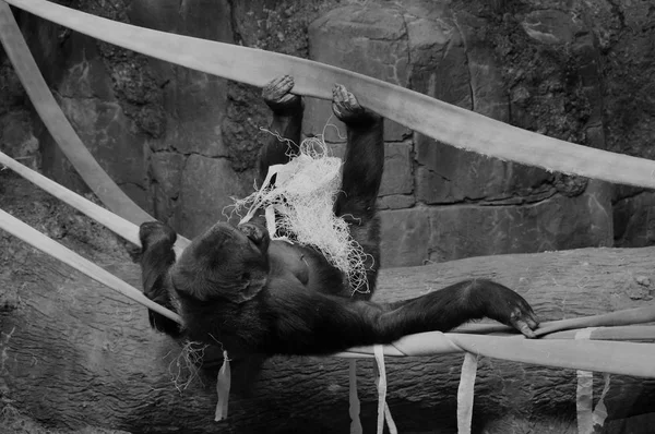 Gorille sur les cordes — Photo