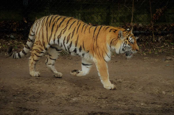 Un Tiger Pacing —  Fotos de Stock