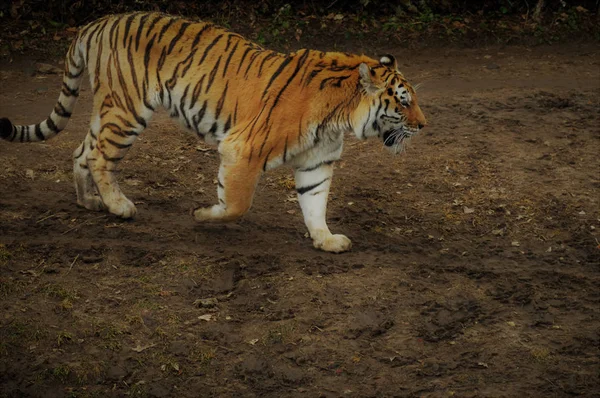 Un Tiger Pacing —  Fotos de Stock