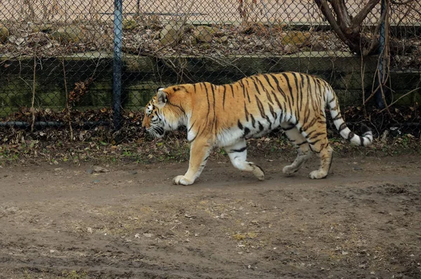 Um Tiger Pacing — Fotografia de Stock