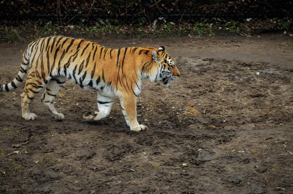 Un Tiger Pacing —  Fotos de Stock