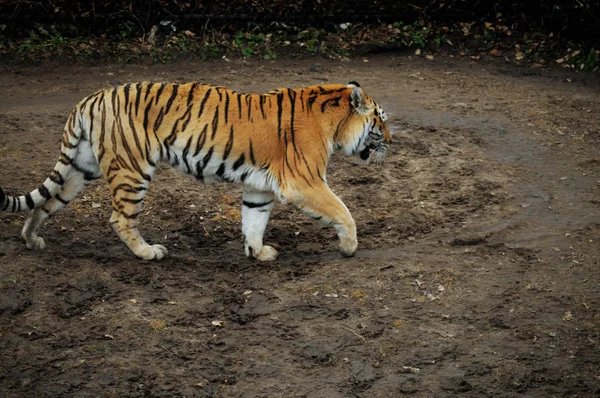 Un Tiger Pacing —  Fotos de Stock