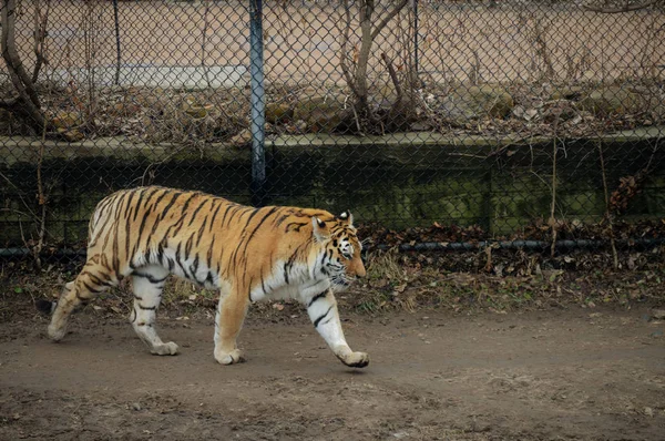 A Tiger Pacing — Stock Photo, Image