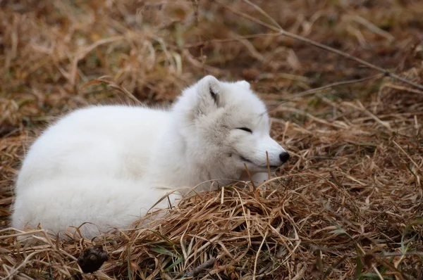 Ein Polarfuchs — Stockfoto