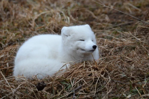 Арктический лис — стоковое фото