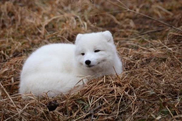 Ein Polarfuchs — Stockfoto