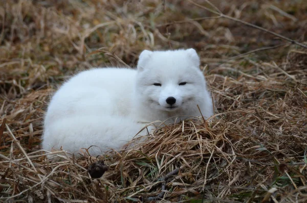 Ein Polarfuchs — Stockfoto