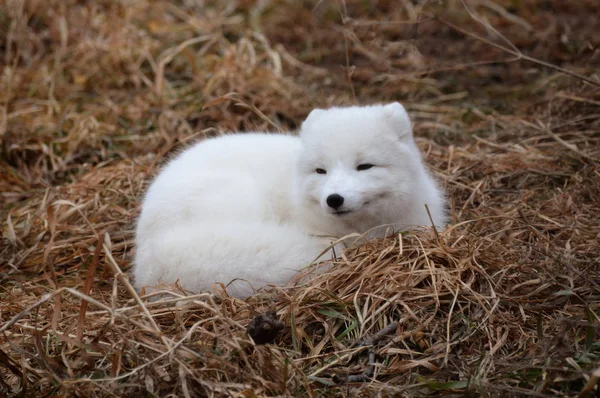 An Arctic Fox — Stock Photo, Image