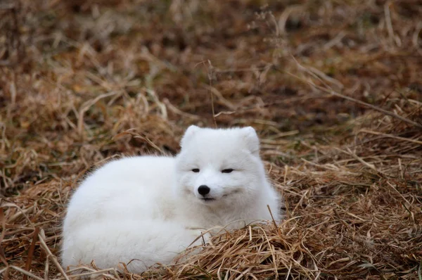 Ein Polarfuchs — Stockfoto