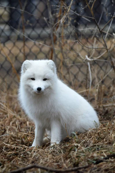 Ein Polarfuchs — Stockfoto