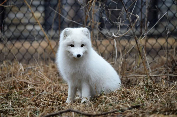 Μια Αρκτική αλεπού — Φωτογραφία Αρχείου