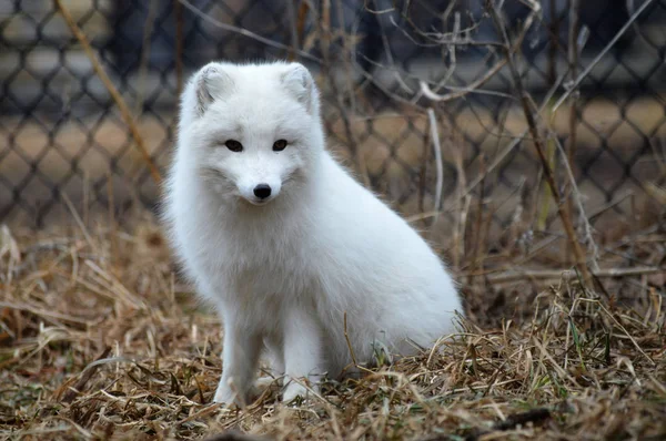 Ein Polarfuchs — Stockfoto