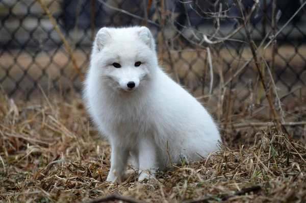 Ein Polarfuchs — Stockfoto