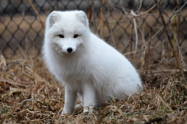 Ein Polarfuchs — Stockfoto