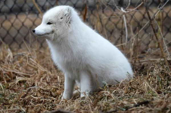 Un zorro ártico — Foto de Stock