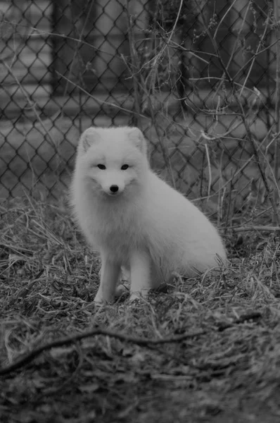 Ein Polarfuchs — Stockfoto