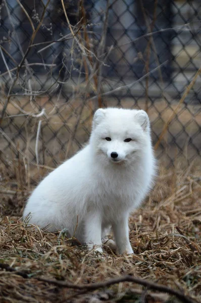 北極 fox — ストック写真