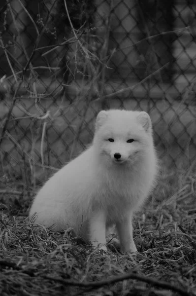 An Arctic Fox — Stock Photo, Image