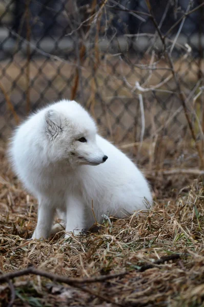 Ein Polarfuchs — Stockfoto