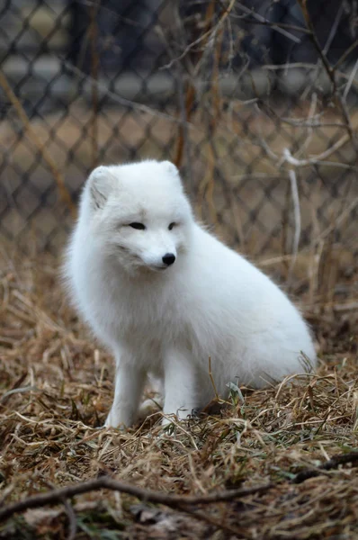 Ein Polarfuchs — Stockfoto