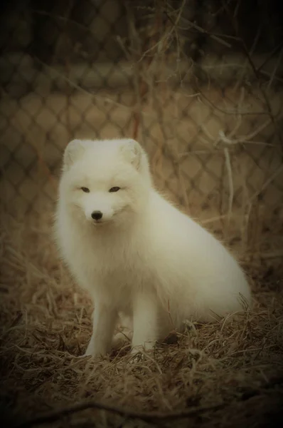 Ein Polarfuchs — Stockfoto