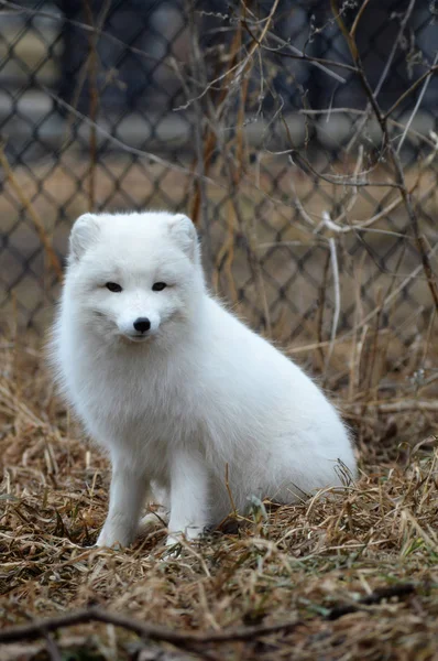 北極 fox — ストック写真