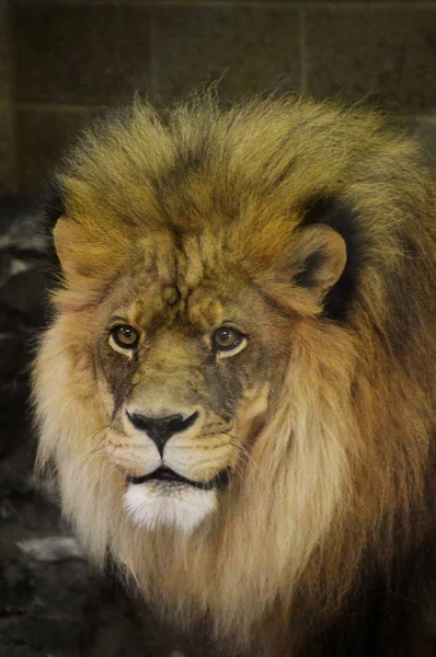 A Male Lion — Stock Photo, Image