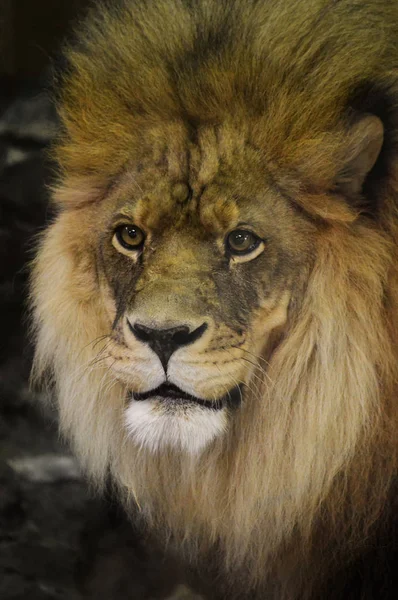 A Male Lion — Stock Photo, Image