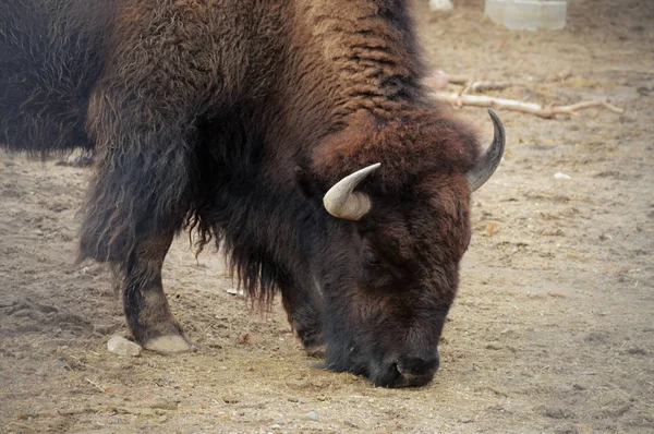 Un Bison Grazing — Foto de Stock