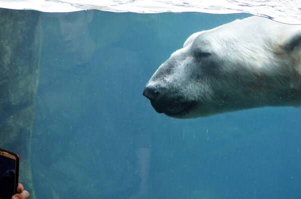 A Polar Bear Swimming in the Water