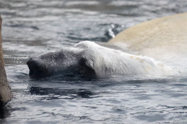 ホッキョクグマが水中で泳いでいて — ストック写真