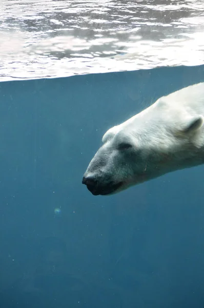 Ein Eisbär schwimmt im Wasser — Stockfoto
