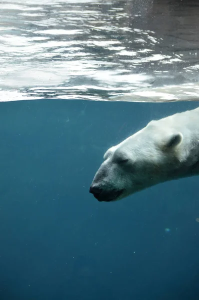 Un orso polare che nuota nell'acqua — Foto Stock