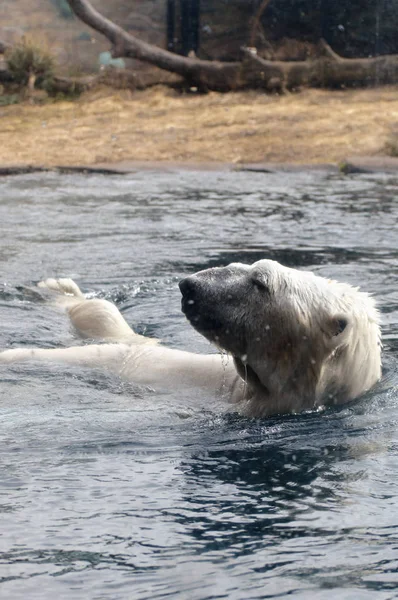 Suda yüzen bir kutup ayısı. — Stok fotoğraf