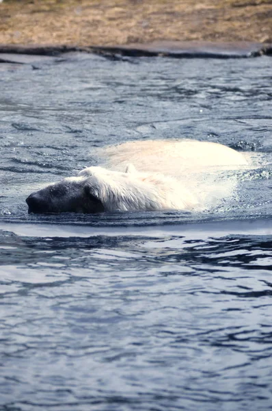 Un oso polar nadando en el agua —  Fotos de Stock