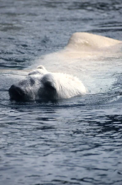 Ein Eisbär schwimmt im Wasser — Stockfoto