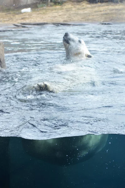 Ein Eisbär schwimmt im Wasser — Stockfoto