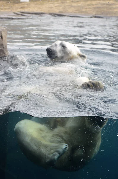 Ein Eisbär schwimmt im Wasser — Stockfoto