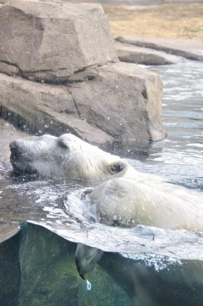 ホッキョクグマが水中で泳いでいて — ストック写真