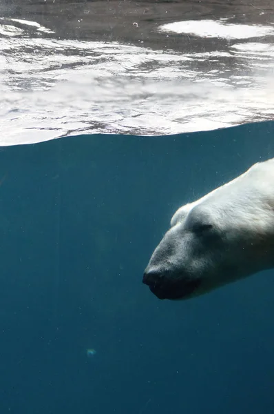 Un orso polare che nuota nell'acqua — Foto Stock