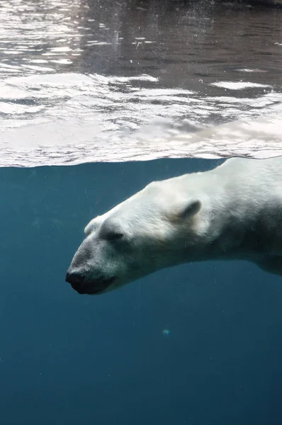 Un oso polar nadando en el agua —  Fotos de Stock