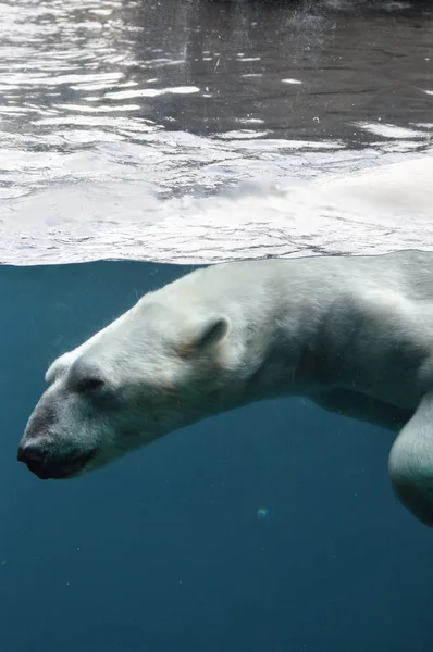 Ein Eisbär schwimmt im Wasser — Stockfoto
