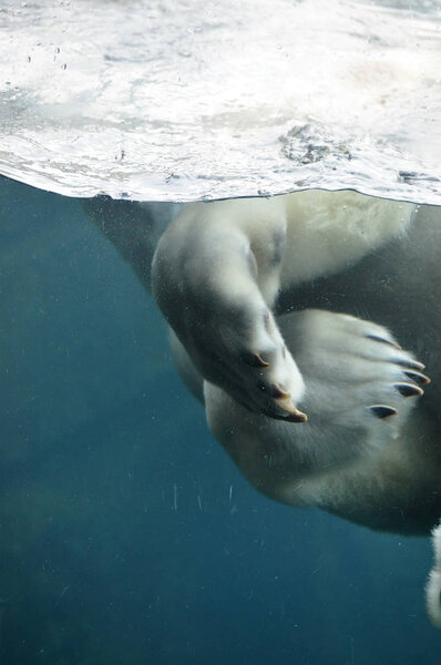 A Polar Bear Swimming in the Water