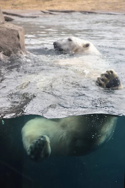 Полярний ведмідь плаває у воді — стокове фото